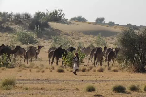 Chamelier et son troupeau, désert du Thar, Rajasthan, Inde