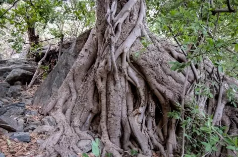 Forêt dans les Araveli, Rajasthan, Inde