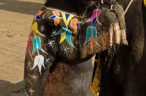 Elephant montant des visiteurs au fort d'Amber, Rajasthan