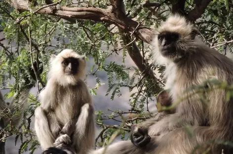 Singes Langur, Rajasthan, Inde