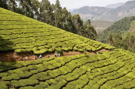 Trek dans les plantations de thé de Munnar, Inde du Sud