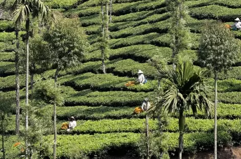 Cueillette du thé à Munnar, Kerala - Inde du Sud