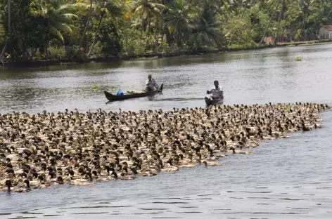 au fil de l'eau sur notre house boat, Kerala, Inde du sud