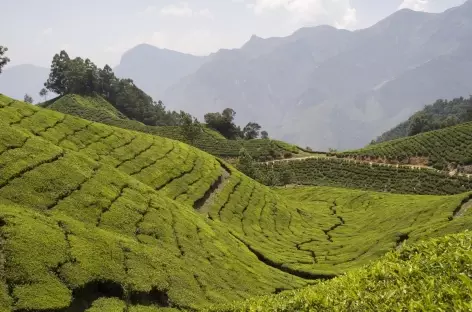 Montagnes et champs de thé, région de Munnar, Kerala, Inde du sud