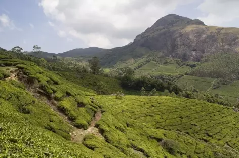 Montagnes et champs de thé, région de Munnar, Kerala, Inde du sud