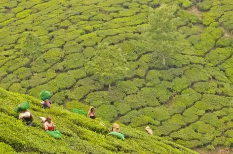 Culture du Thé, Inde du Sud