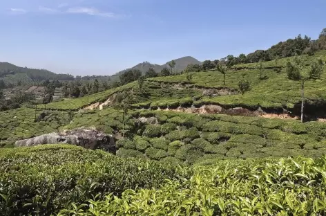 Dans les théiers de Munnar, Inde du Sud