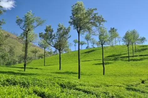 Dans les champs de thé, Inde du Sud