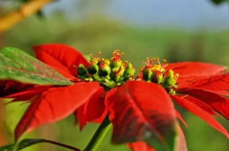 Fleur de Poinsettia, Inde du Sud