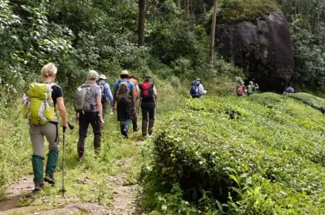 Balade dans les théhiers, Kerala, Inde