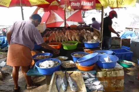 Poissonier vendant son poisson - Inde du sud