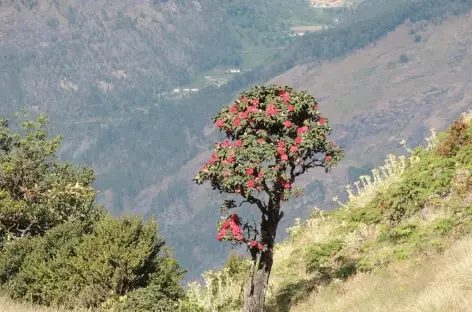 Rhododendrons vers 2000 m, Inde du Sud