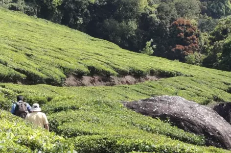 En randonnées, Inde du Sud