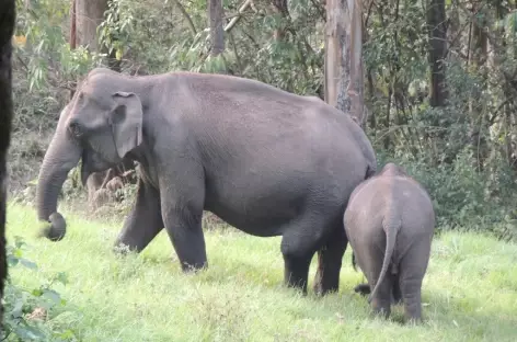 Eléphants sur le bord du sentier, Inde du Sud