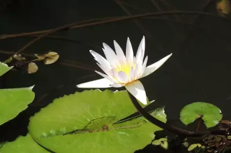 Flore aquatique, Inde du Sud