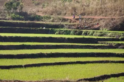 Cultures en terrasses - Orissa, Inde