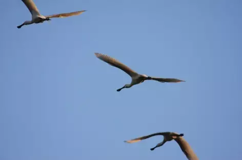 Oiseaux migrateurs sur le Lac Chilika - Orissa, Inde