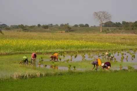 Repiquages du Riz - Orissa, Inde