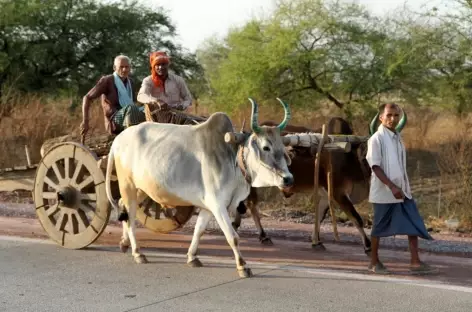 Char à boeufs - Orissa, Inde