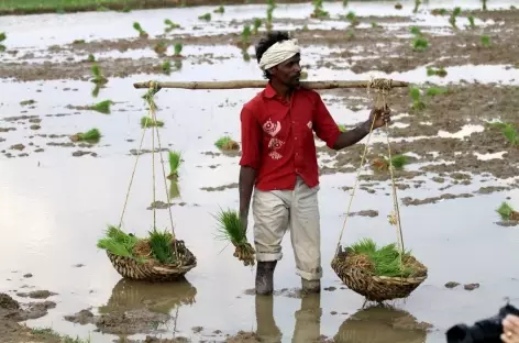 Travail du riz - Orissa, Inde