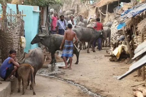 Village Khonda - Orissa, Inde