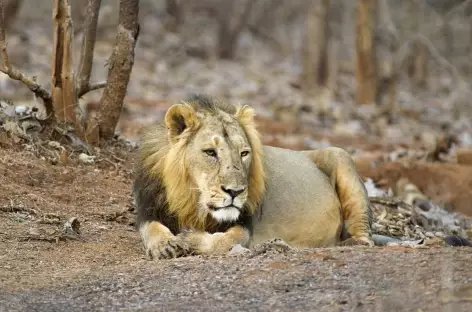 Lion du Gujarat