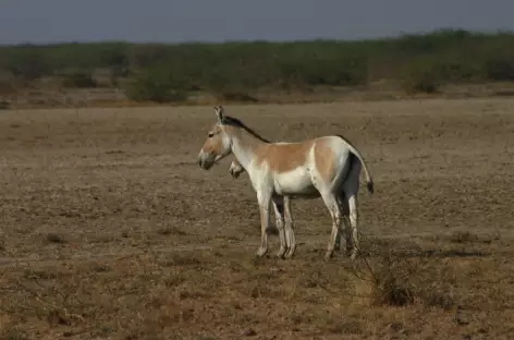 Rann of Kutch