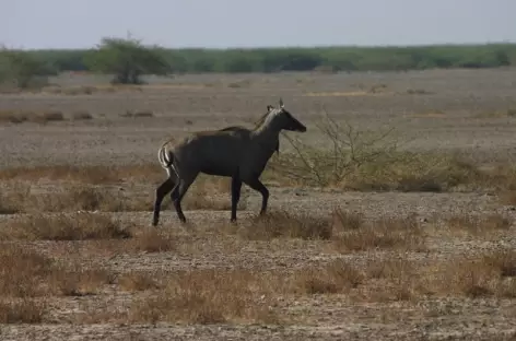 Rann of Kutch