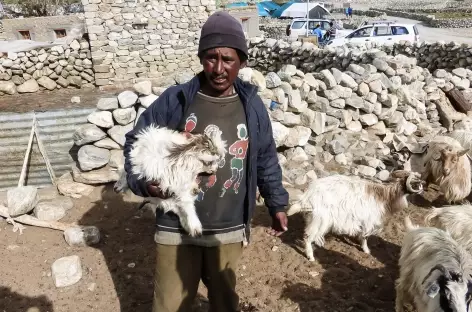 Moutonnier - Ladakh, Inde