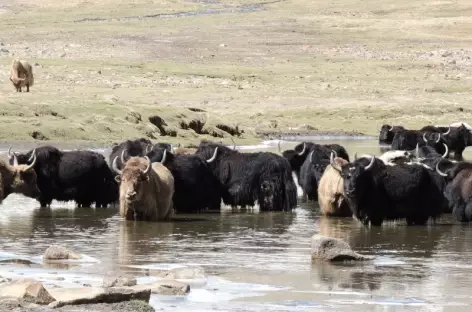 Yaks au frais - Ladakh, Inde 