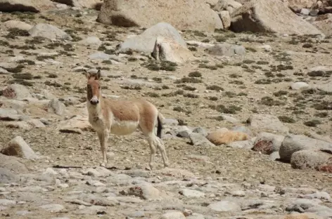 Kyang du Changtang, Ladakh - Inde