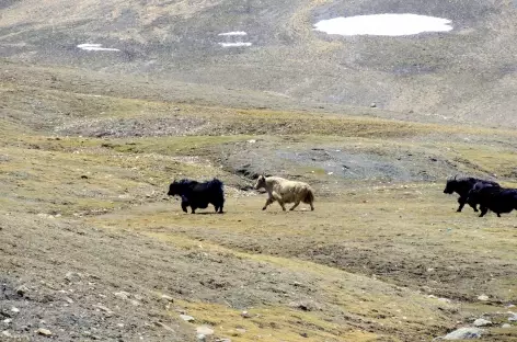 Trek > Hankar (4100 m)