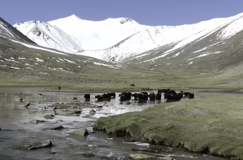 Yak dans la vallée de Markha