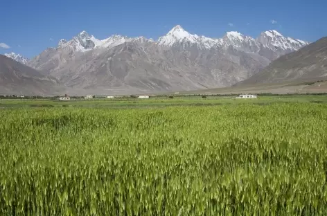 Champ d'orge dans la vallée de Padum, Ladakh, Zanskar- Inde