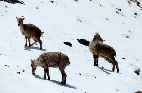Jeunes moutons bleus, Ladakh - Inde