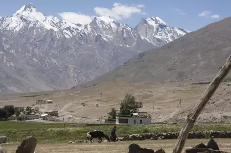 Shergol > Sanku > Panikar > Rangdum (4020 m)