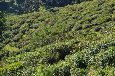Premiers champs de thé, Darjeeling
