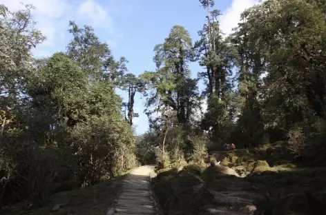 Balade en forêt, Sikkim