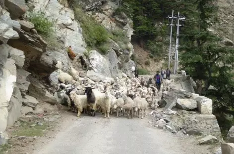 Troupeau de mouton sur la route - Inde