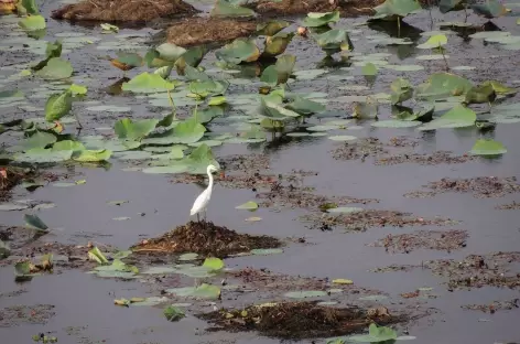 Le lac Pangarh est l'habitat de nombreux oiseaux, Rajasthan