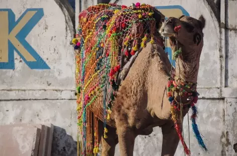 Monture du désert à Pushkar, Rajasthan