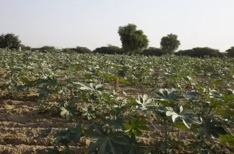 Culture de ricin dans le désert du Thar - 