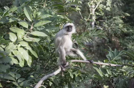 Singe à Parshunath - Rajasthan - 