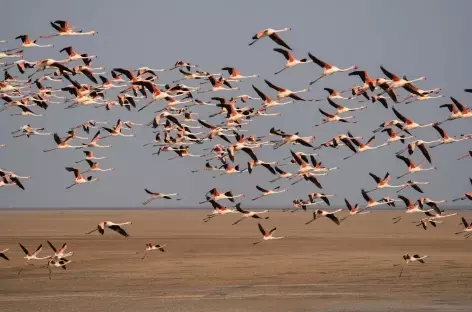 Rann de Kutch - Gujarat