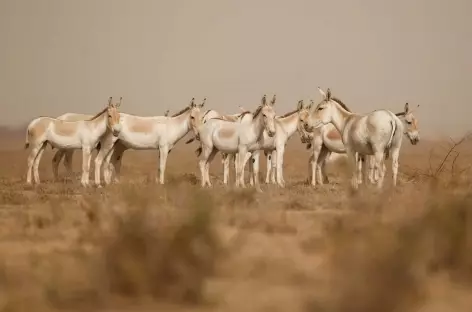 Rann de Kutch - Gujarat