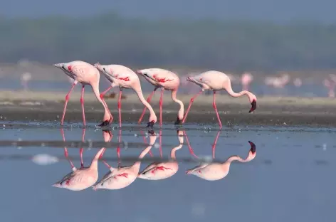 Rann de Kutch - Gujarat