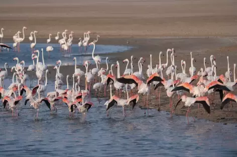 Rann de Kutch - Gujarat - 