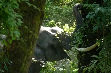 Dans le parc de Kaziranga