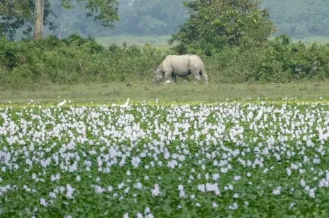 Dans le parc de Kaziranga