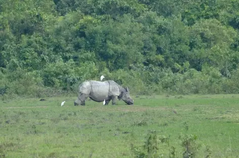 Dans le parc de Kaziranga